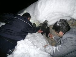 Donmak üzereyken bulundu 